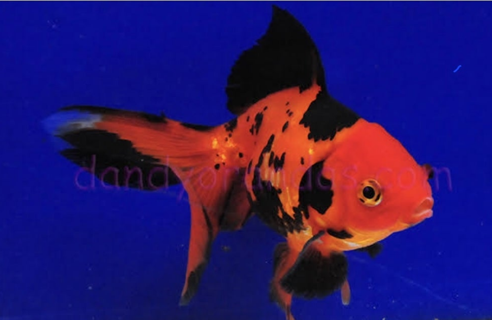 Red & Black Fantail Medium