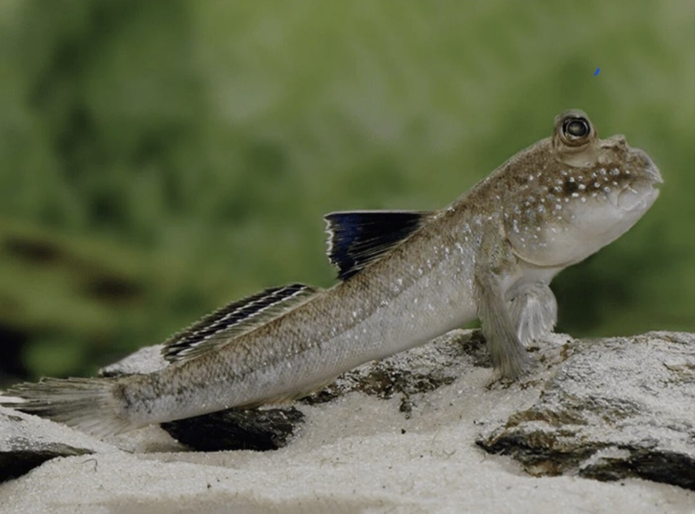 Mudskipper