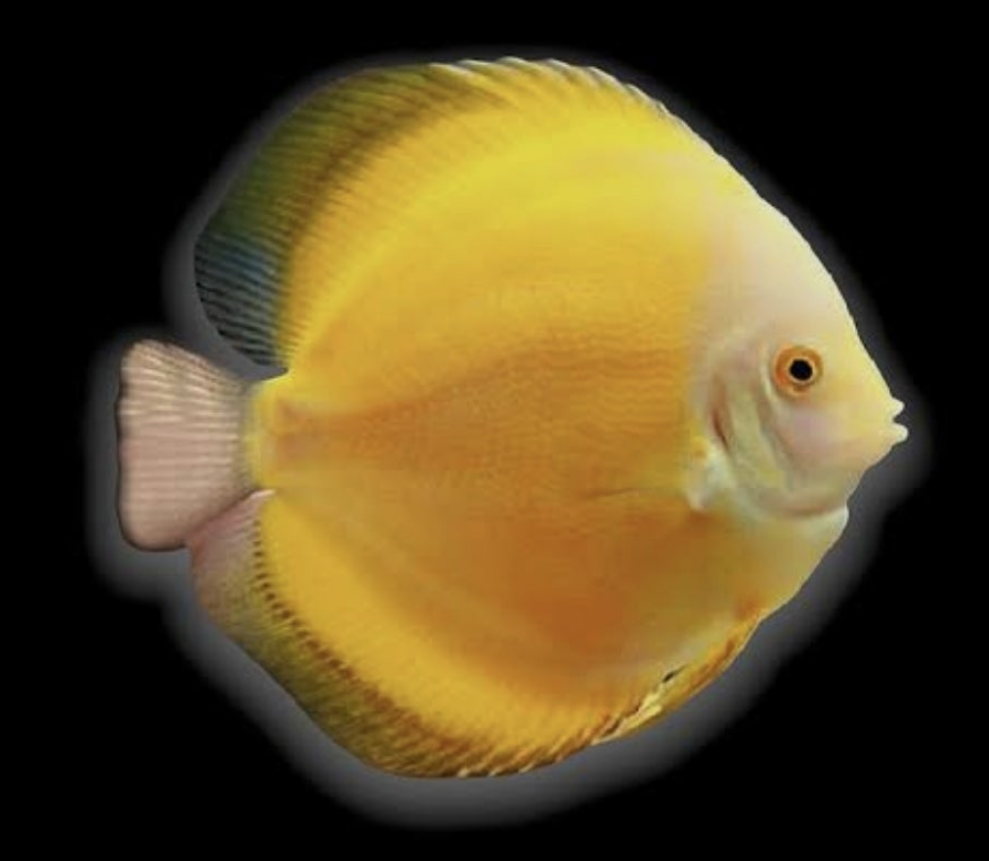 Golden Sunrise Discus Medium