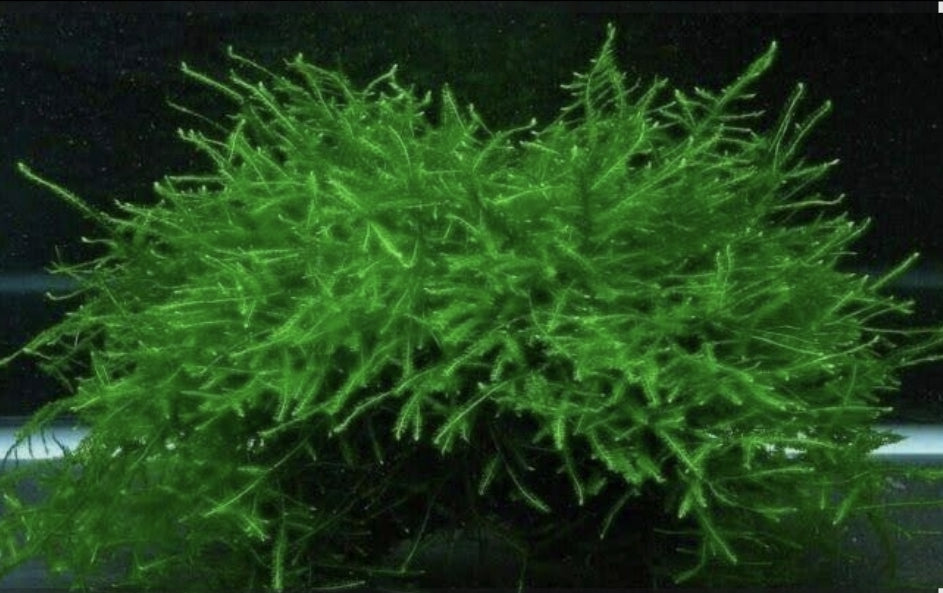 Java Moss - Matt P/Matt