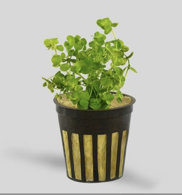 Micranthemum umbrosum (Baby Tears) Potted