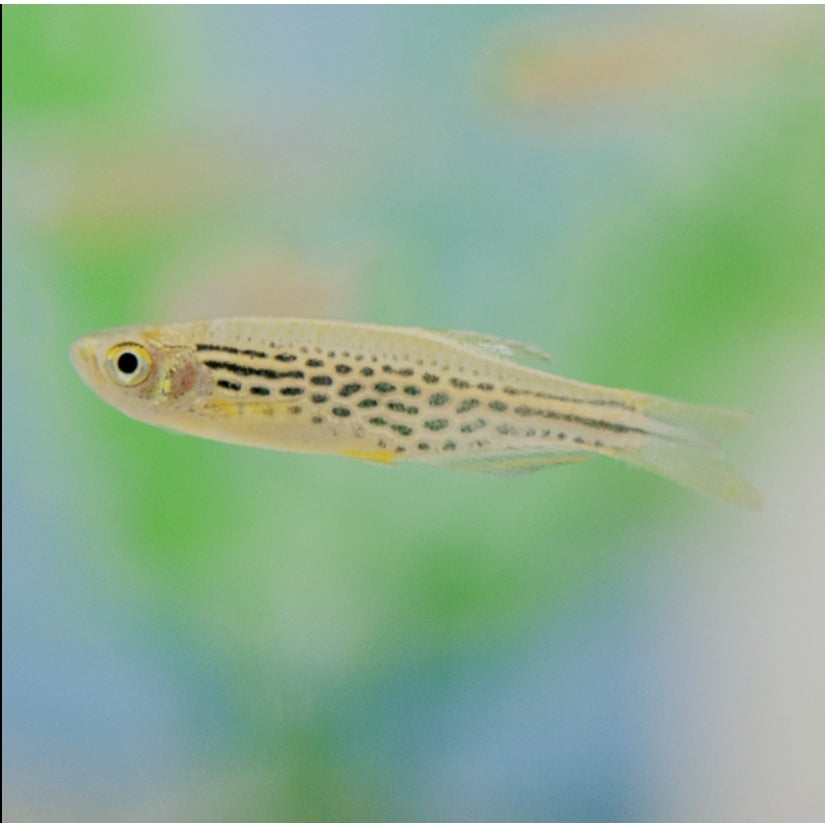 Leopard Danio M/L