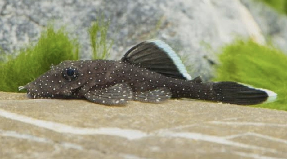 Ancistrus Dolichopterus Medium