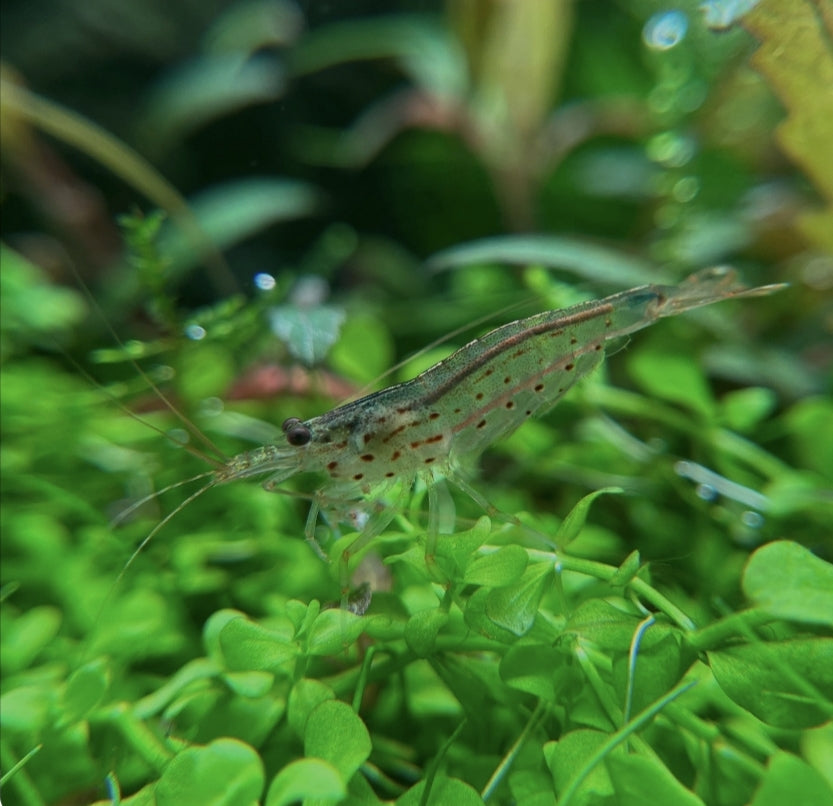 Amano shrimp