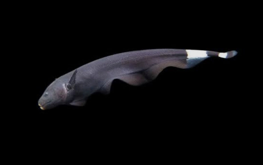 Black Ghost Knife 100