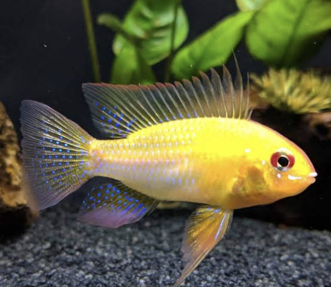 Golden Ramirezi LRG