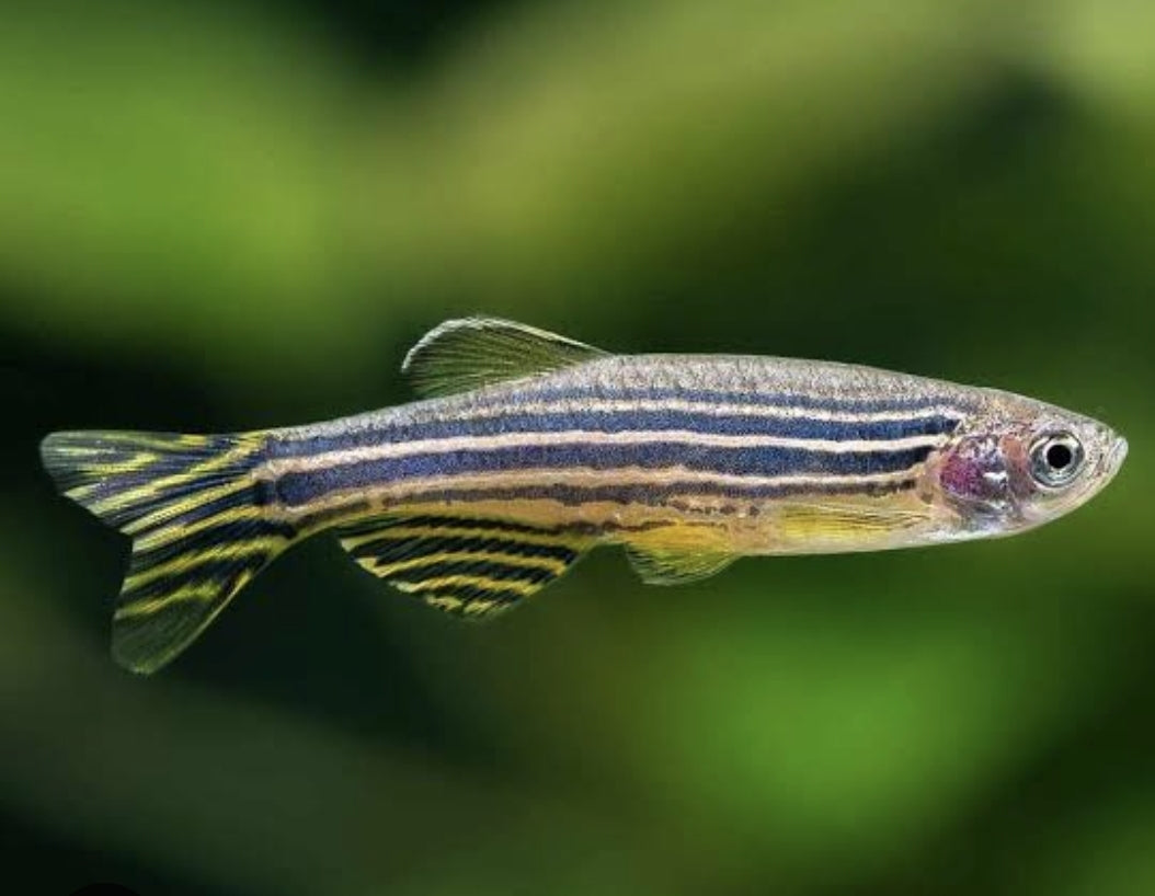 Zebra Danio M/L