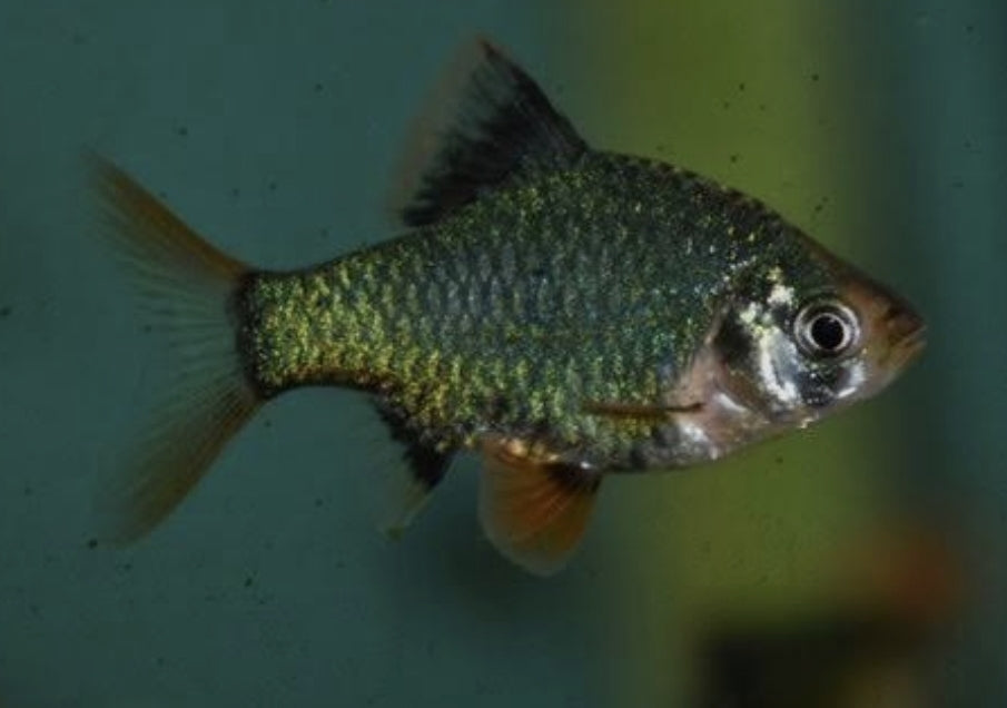 Green Tiger Barb Medium