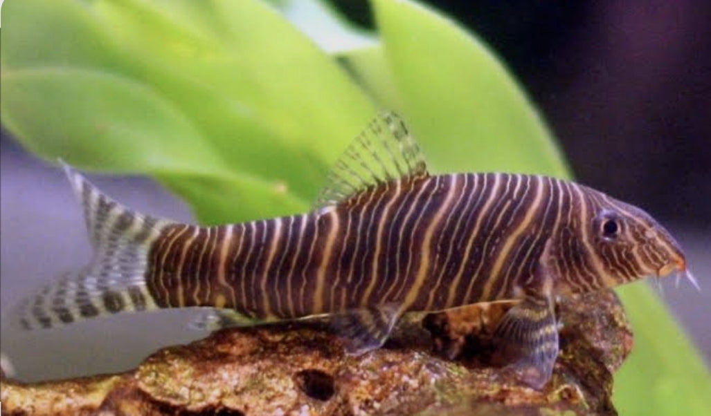 Zebra Loach Med