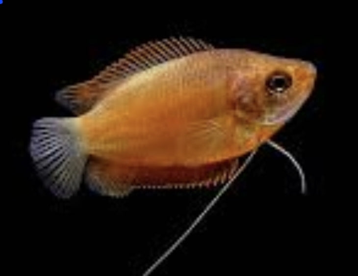 Red Honey Dwarf Gourami large