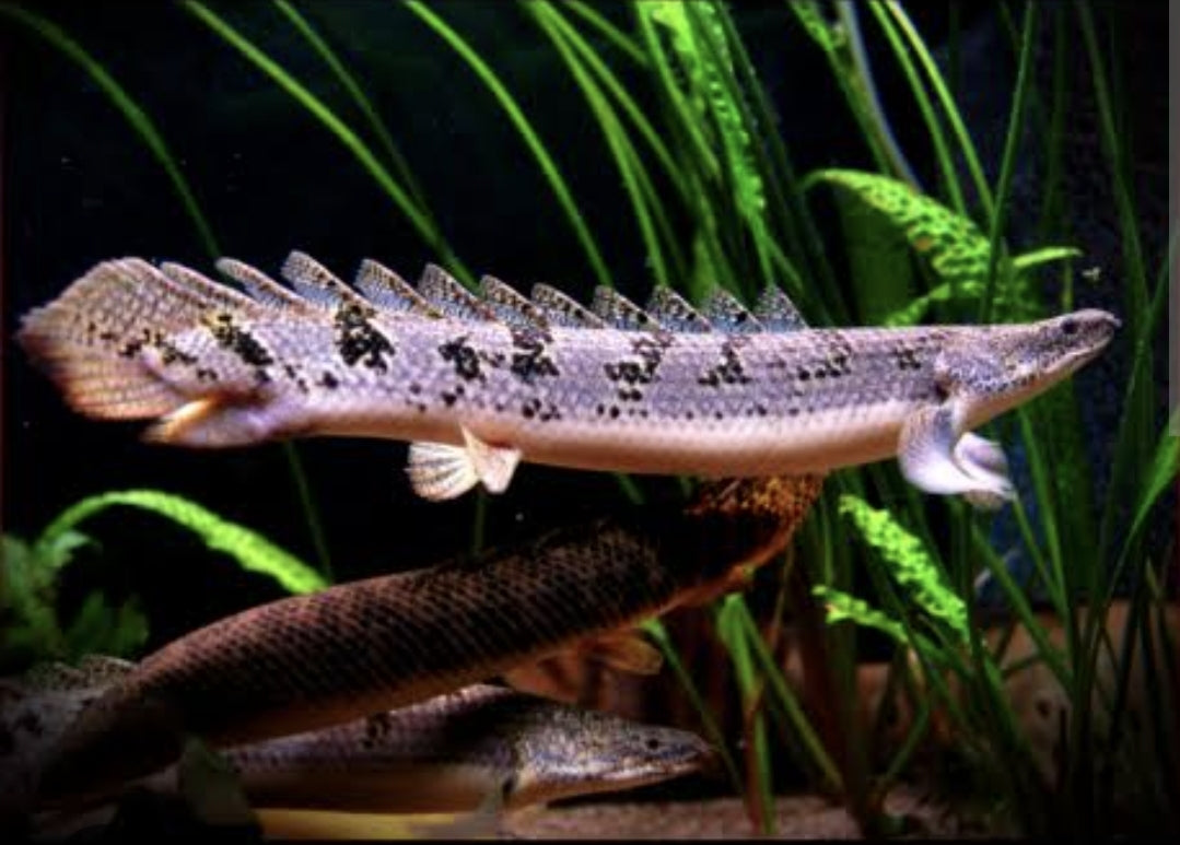Polypterus Delhezi Large