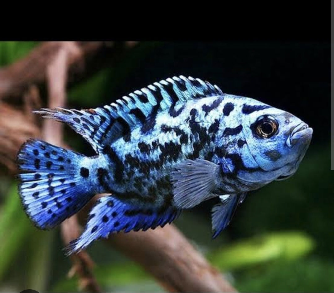 Electric Jack Demsey M/L