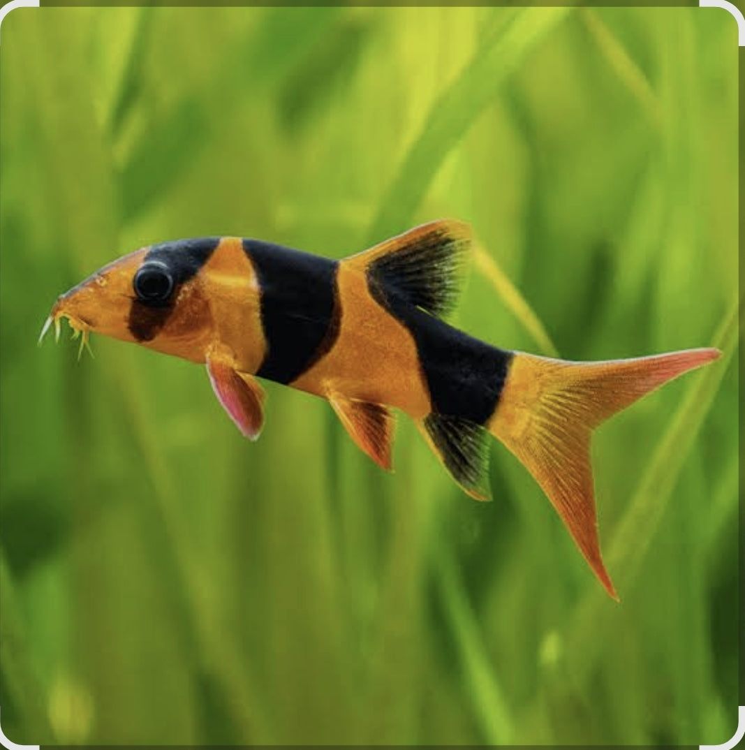 Clown Loach 60