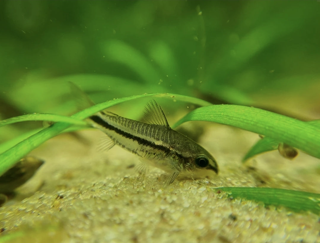 Pigmy Corydoras Med 70,00