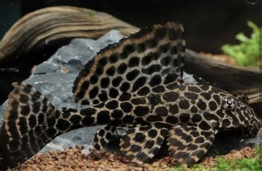 Gibbiceps - Plecostomus Med