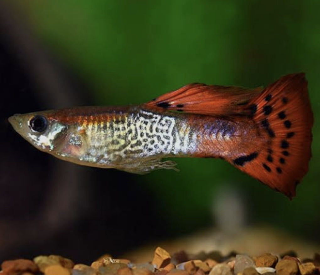 Red Cobra Male Guppy (Show)