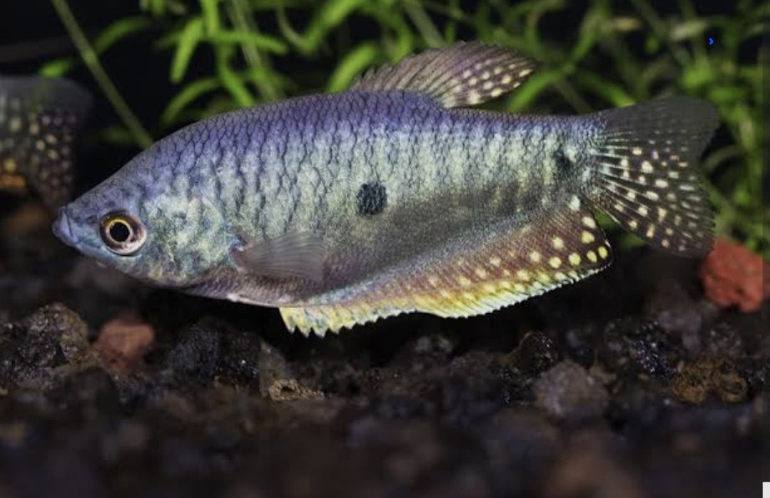3 Spot Gourami Large