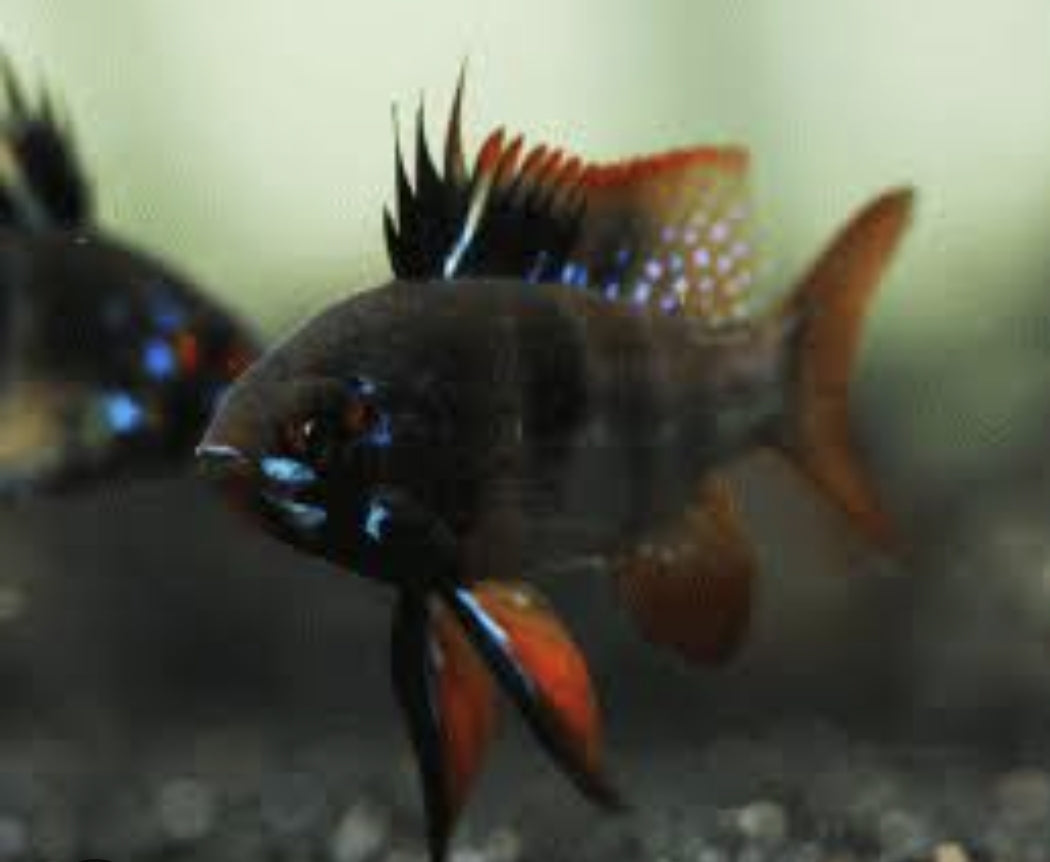 German Black Ramirezi M/L