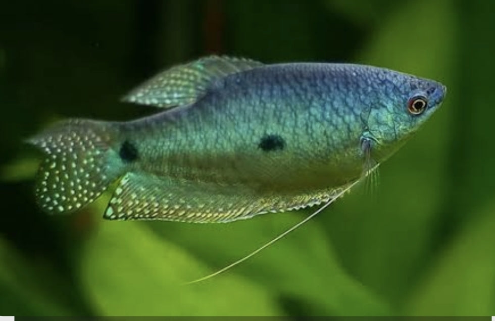 Emerald Dwaf Female large