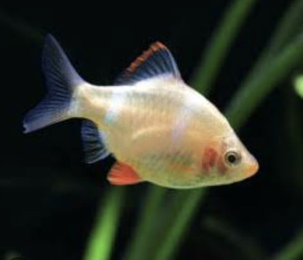 GMO - Luminous Gold Tiger Barb M/L