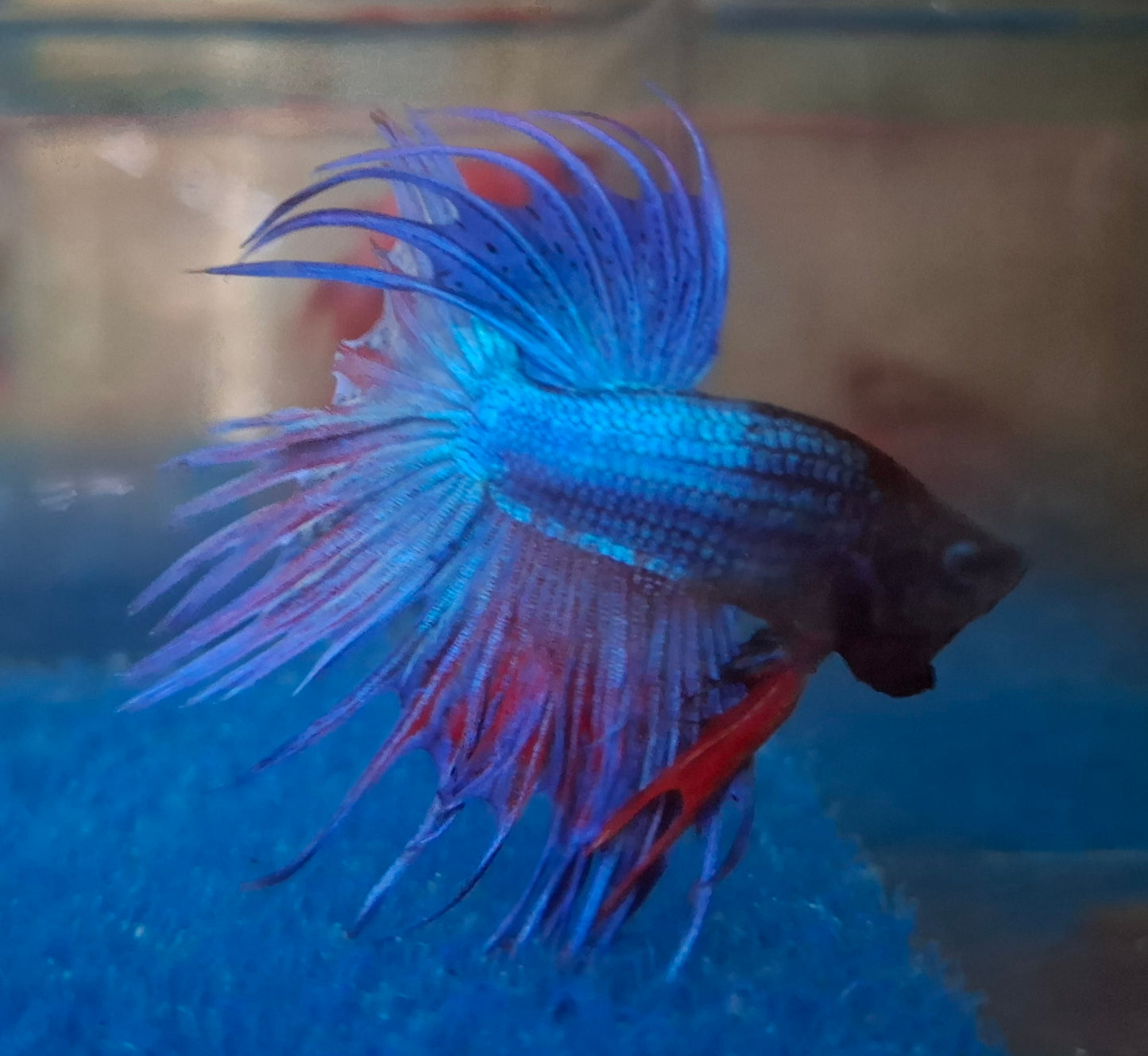 Crowntail Betta