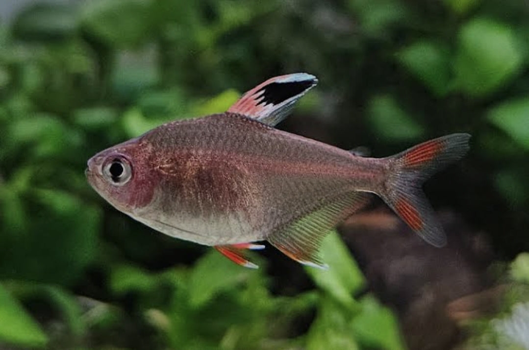 GMO - Pink Tetra M/L
