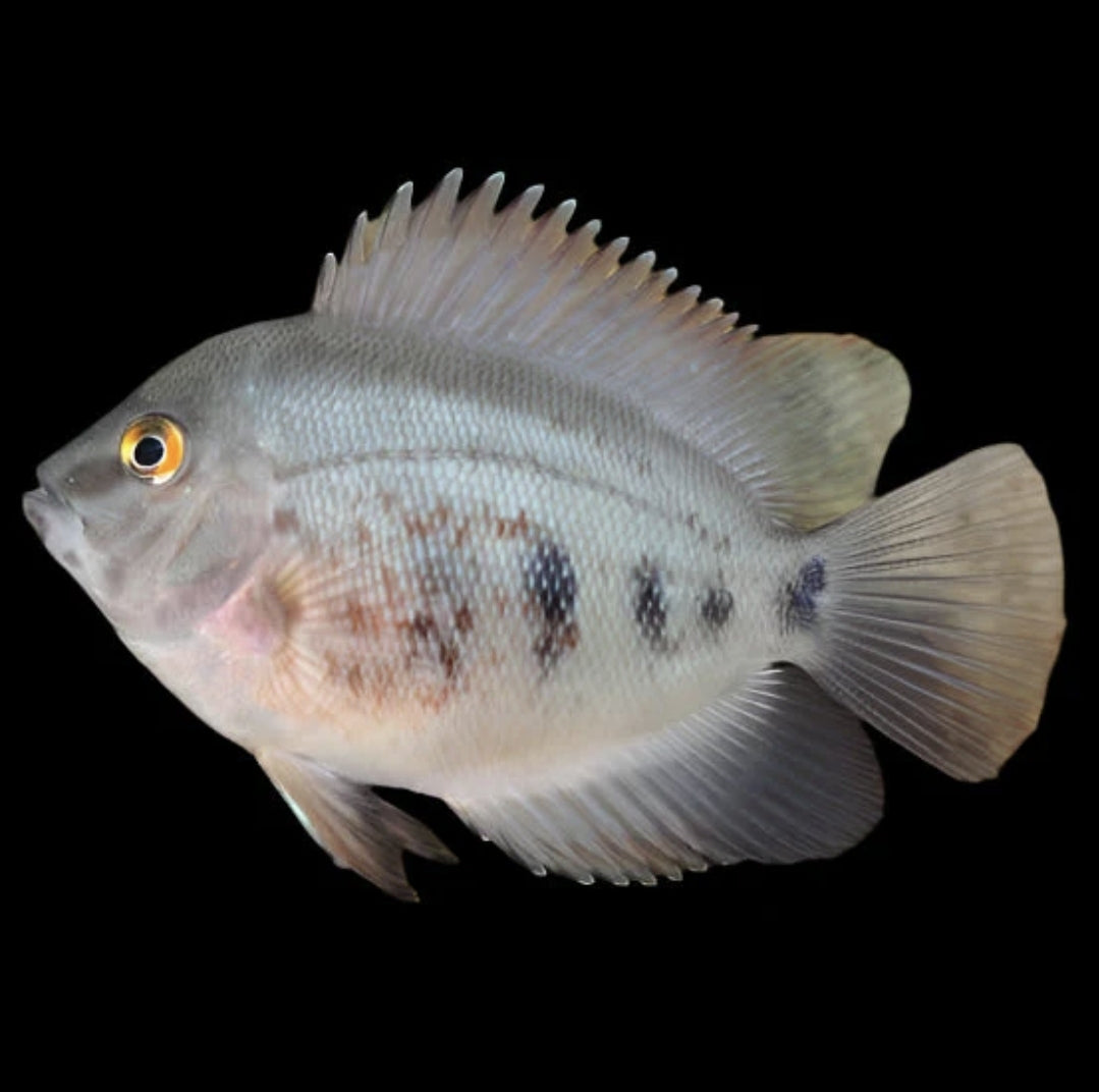 Uaru - Triangle Cichlid M/L