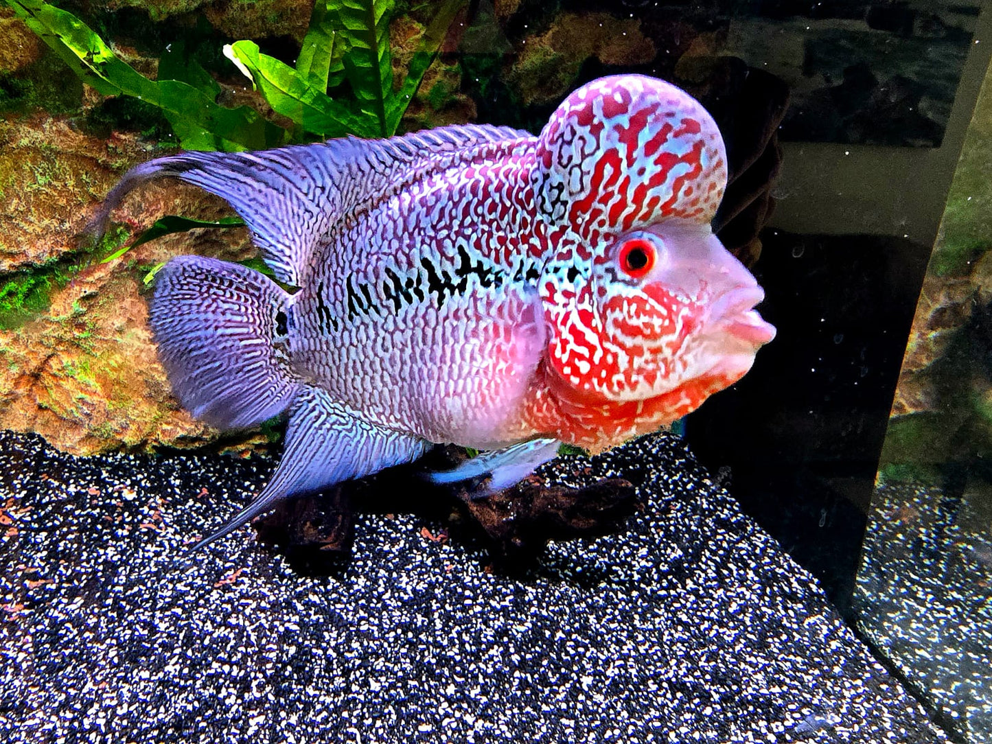 Big head A grade Flowerhorn