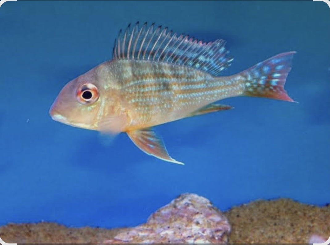 Geophagus Altifrons Med