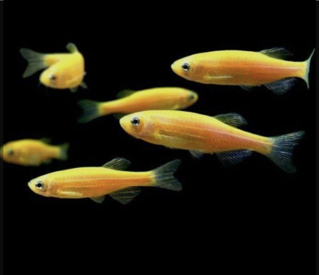 Sunburst Orange Danio