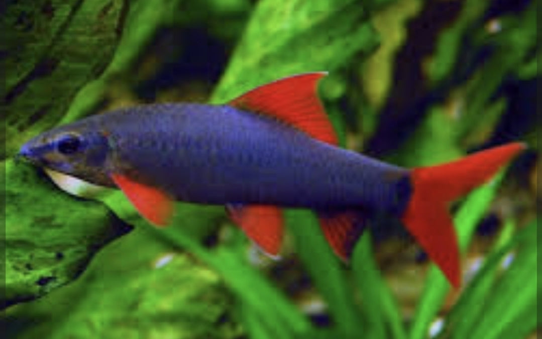 Rainbow Shark Small