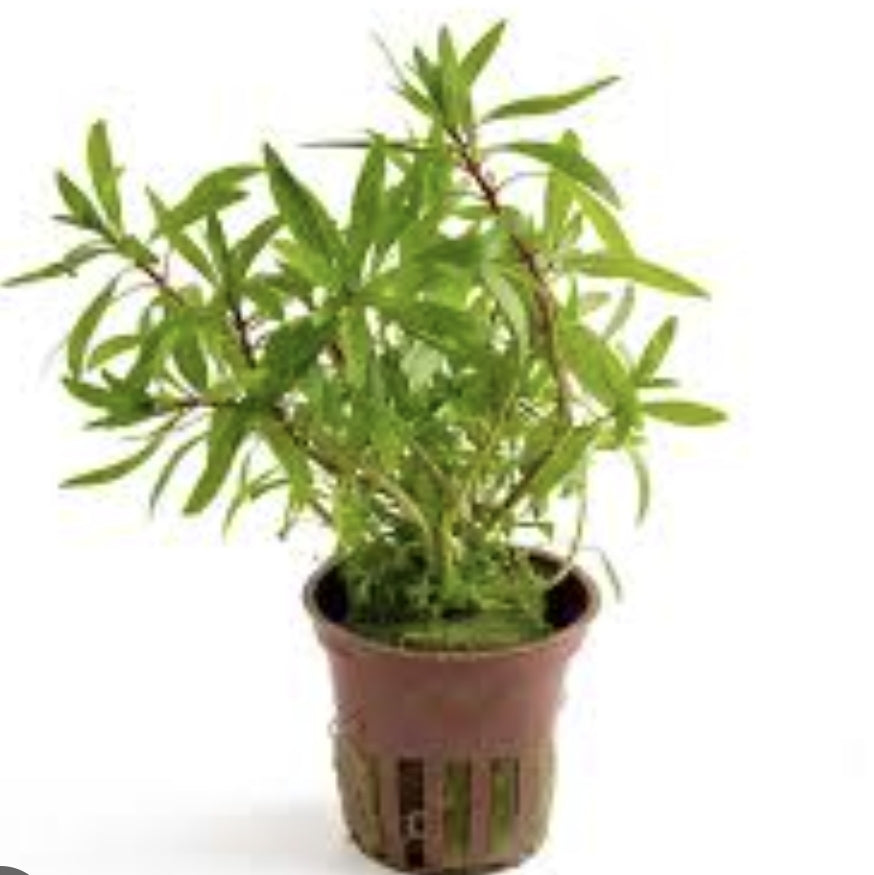 Ludwigia inclinata (Kuba) Potted