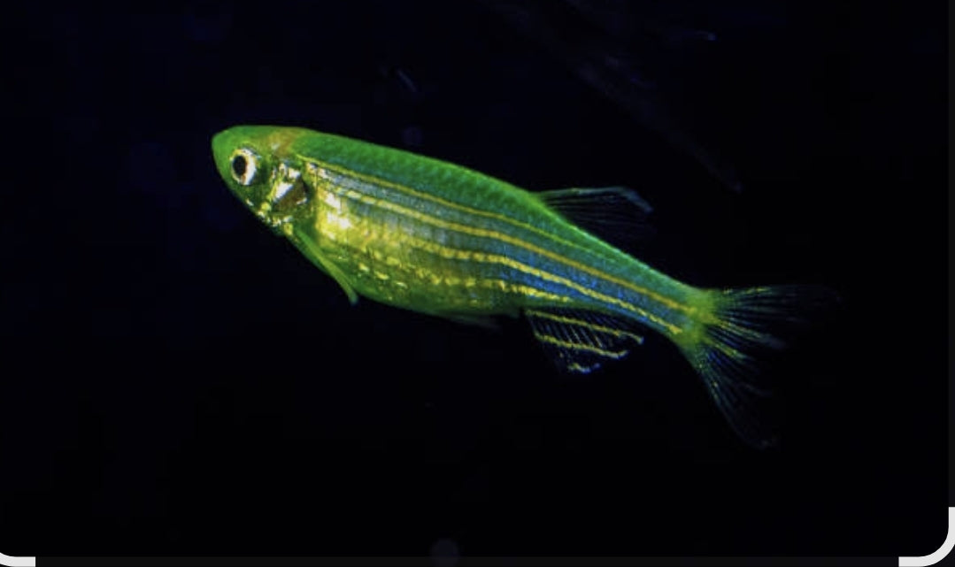 Dark Green Danio