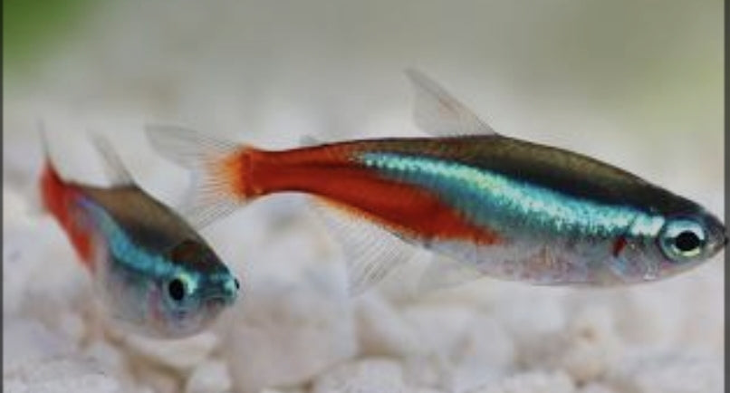 Tetra Neon Med