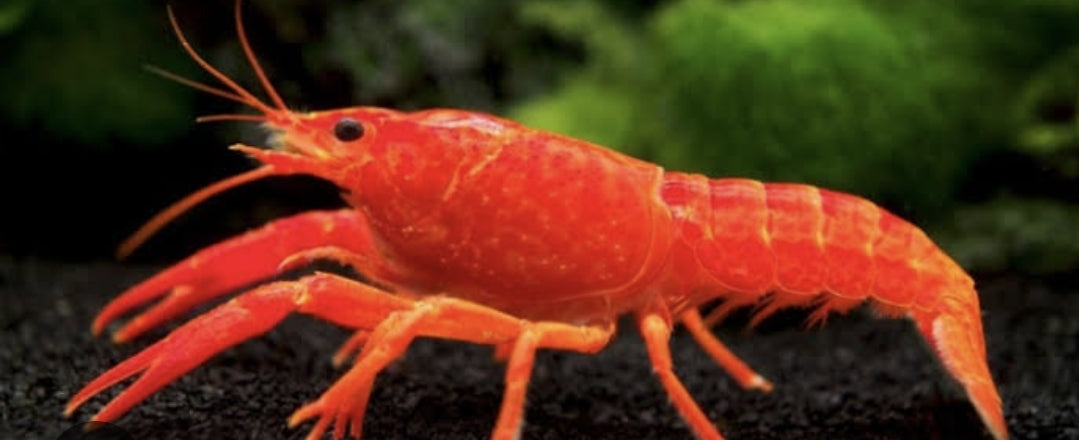 Bright Red Lobster Med