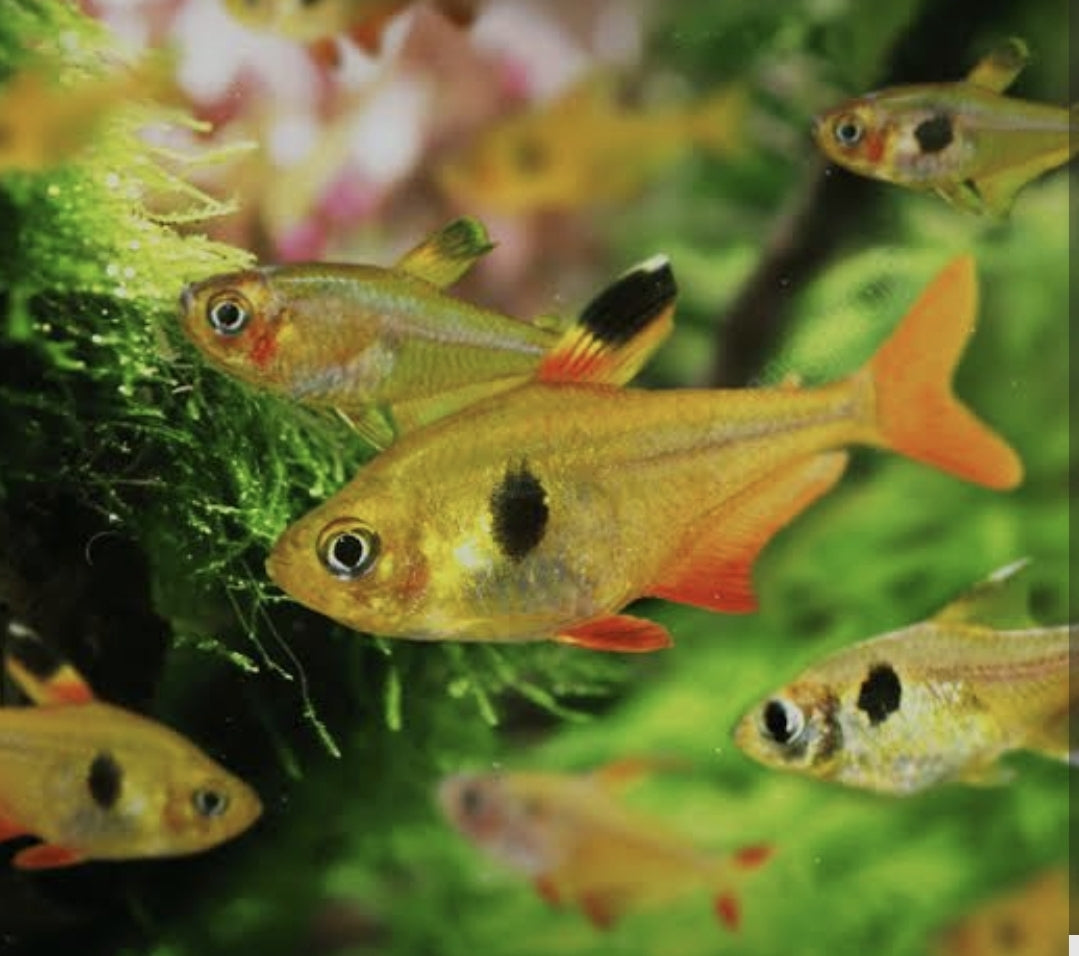 Tetra Yellow Phantom Med 40,00