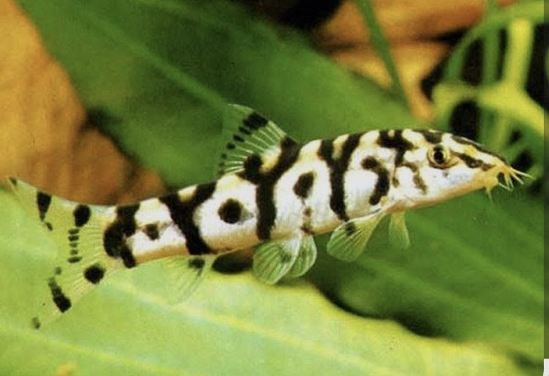 Pakistani Loach Med