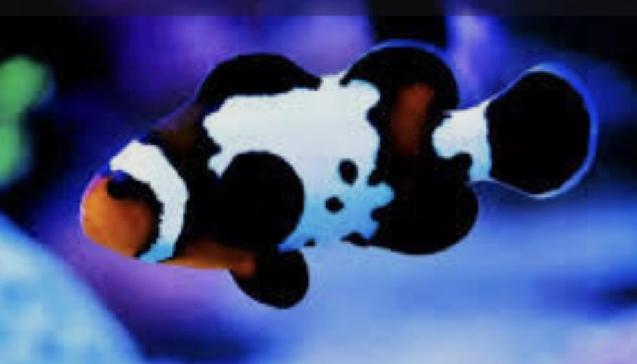 Black Snowflake Clownfish (L)