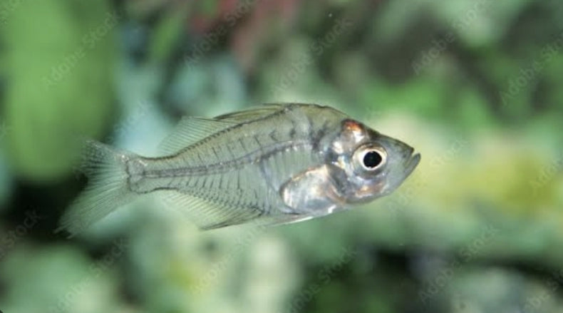 Indian Glass Fish / Chanda Ranga M/L