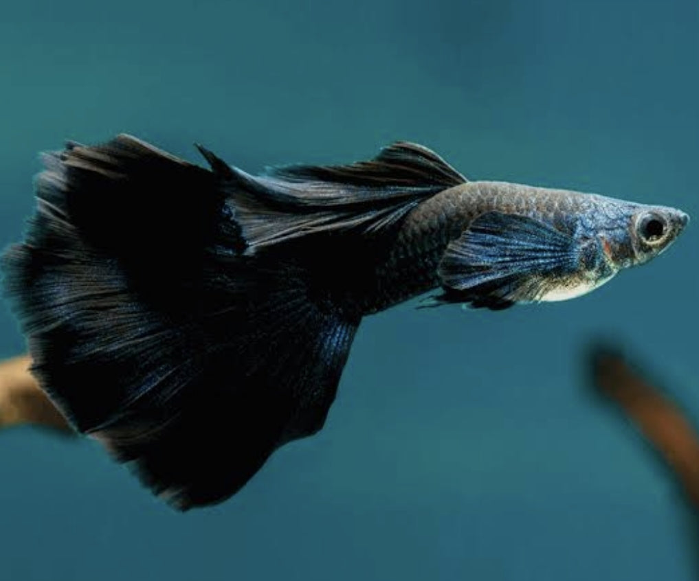Black Male Guppy (show)
