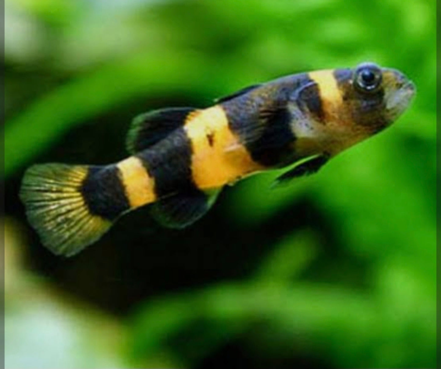 Bumble Bee Goby M/L