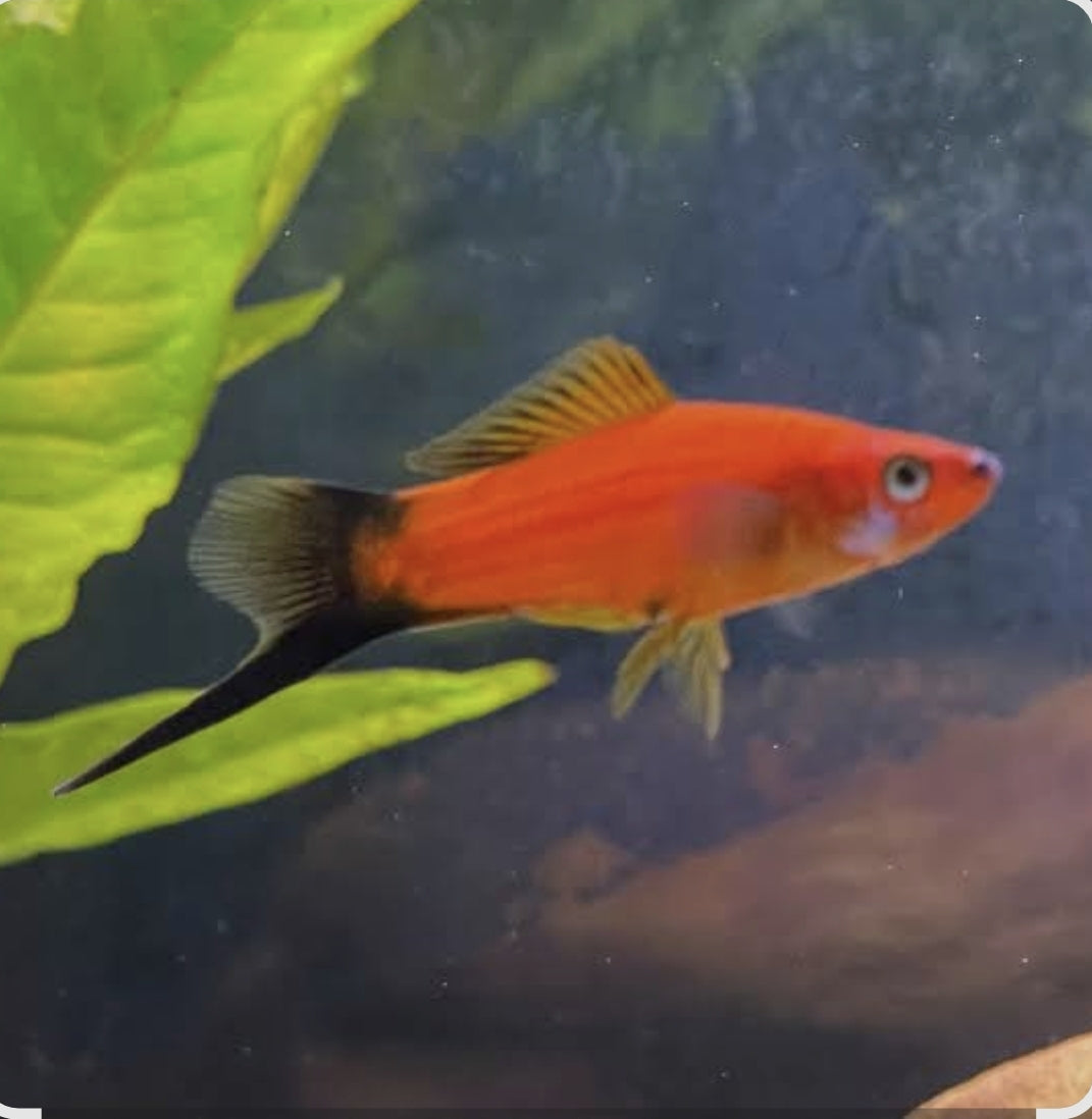 Red Wagtail Sword Medium