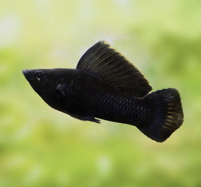 Black Molly Jumbo