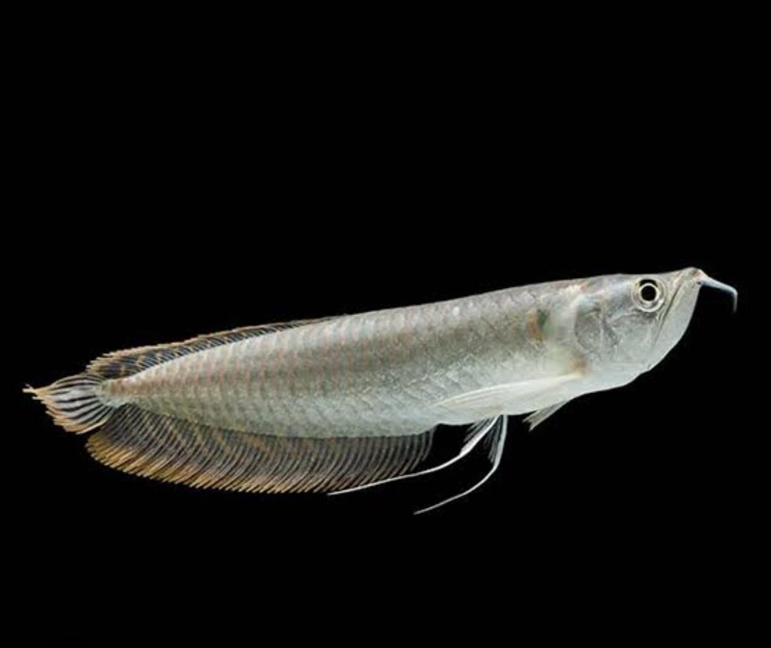 Silver Arowana M/L
