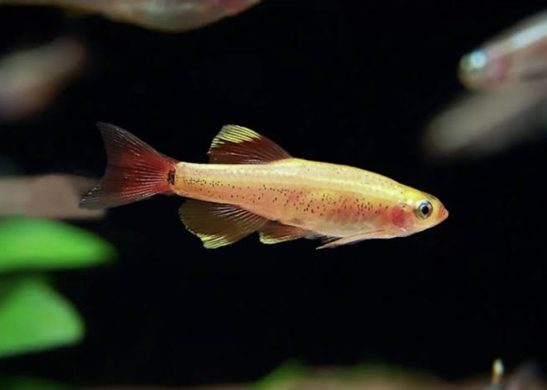 Golden White Cloud Medium