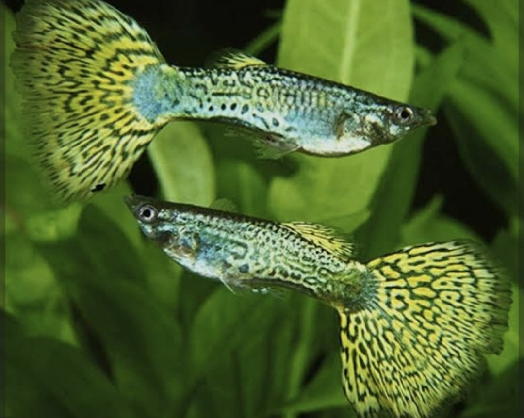 Green Cobra Male Guppy (Show)