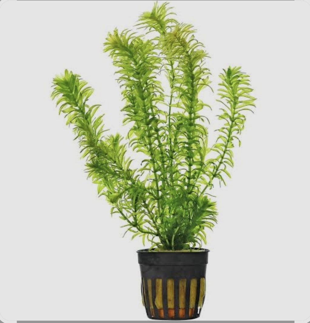 Elodea (loose stems)