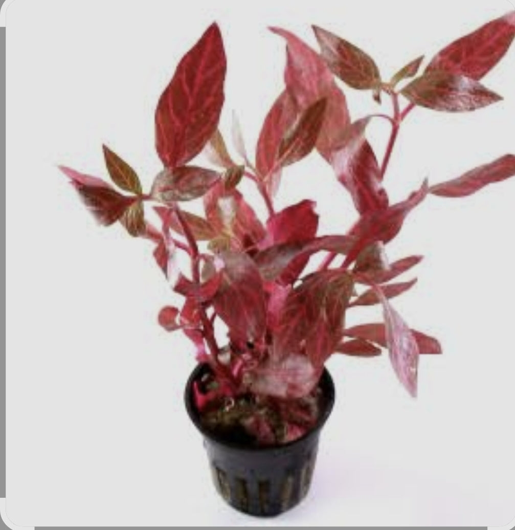 Reneckii rosaefolia Potted