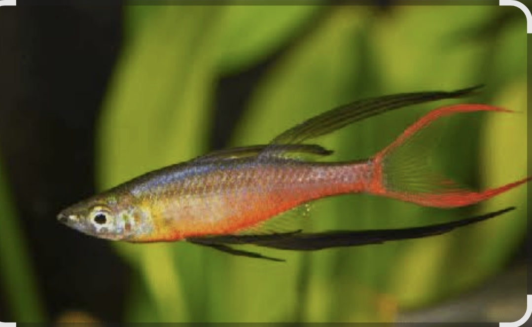 Threadfin Rainbow M/L