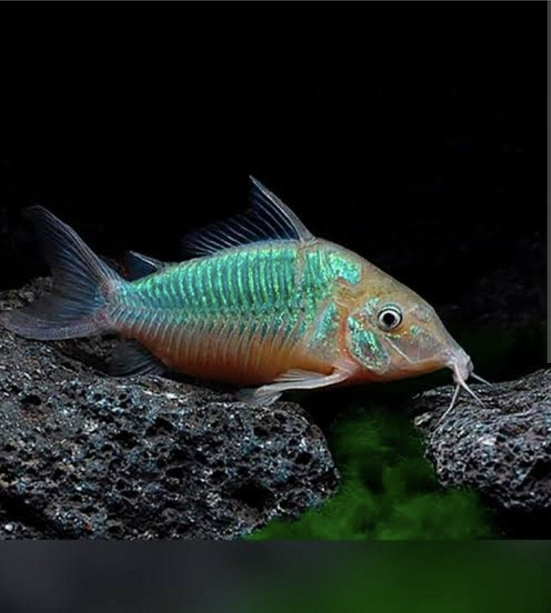 Emerald Green Corydoras Medium